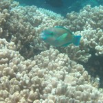 Great Barrier Reef - Underwater Photography
