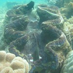 Great Barrier Reef - Underwater Photography